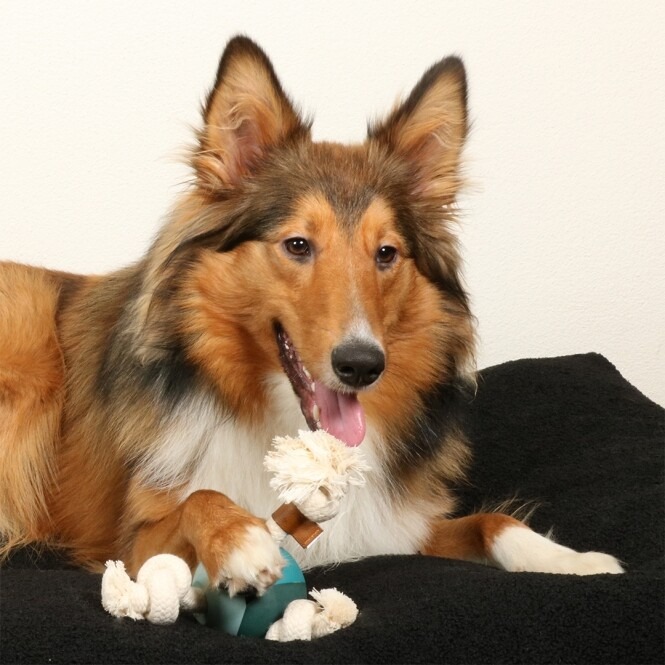 Glückliche Vierbeiner Unsere Auswahl an Tiernahrung für Mönchengladbach